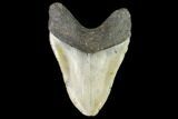 Fossil Megalodon Tooth - North Carolina #109732-2
